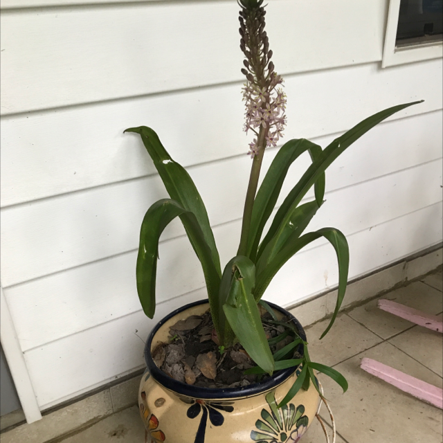 Photo of the plant species Pineapple lily by Laura named Naomi on Greg, the plant care app