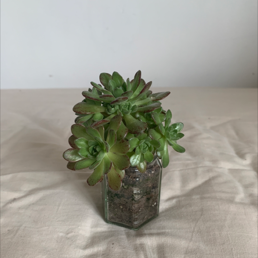 Photo of the plant species Dwarf Aeonium by @confused named flat on Greg, the plant care app