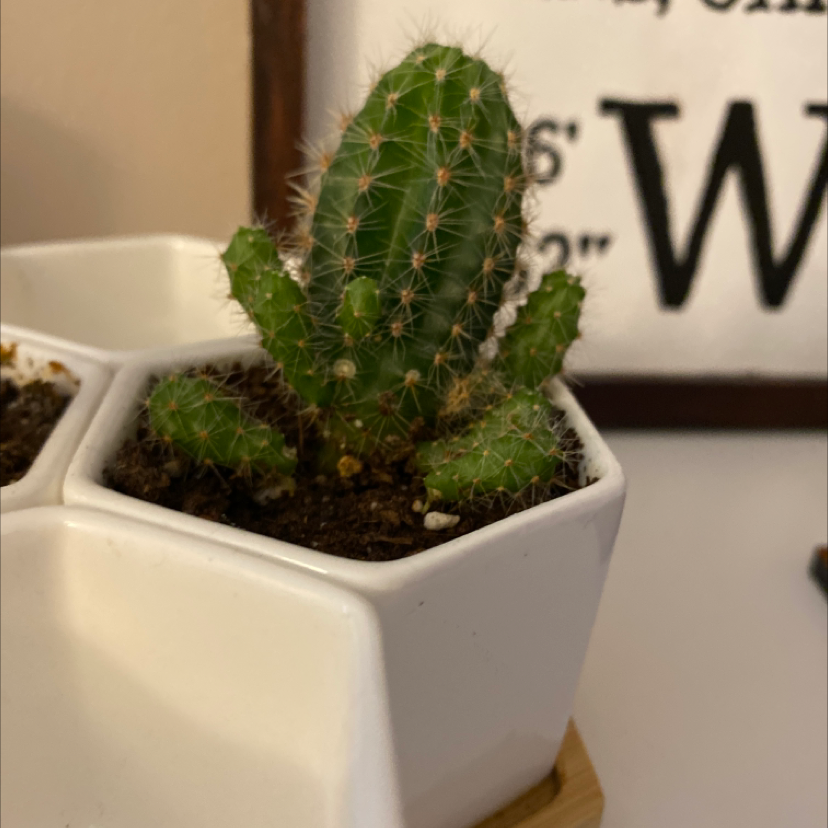 A healthy Blue Columnar Cactus in a white pot with visible soil.