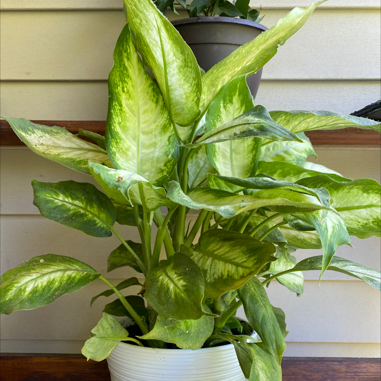 Dieffenbachia plant photo by Dani named Tolkien on Greg, the plant care app.
