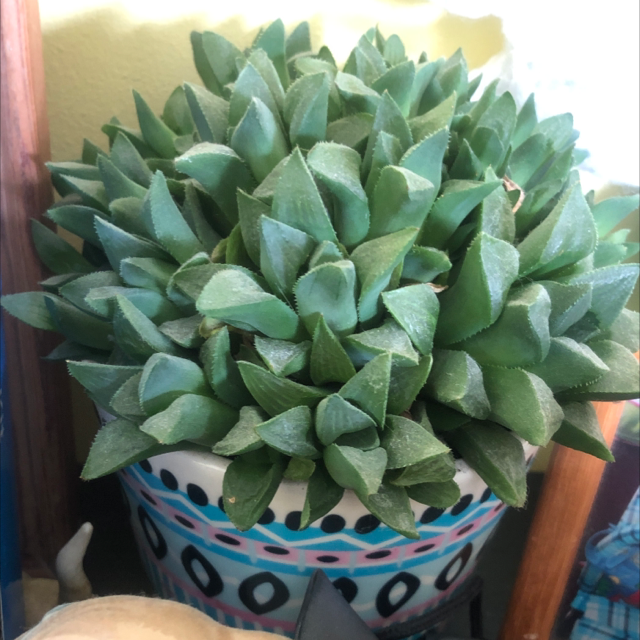 Star Cactus plant photo by George named Amelia on Greg, the plant care app.