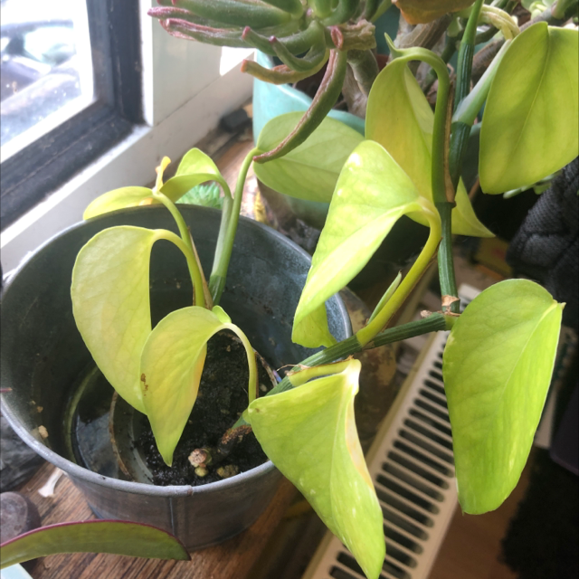 Variegated Peace Lily plant photo by George named Angel on Greg, the plant care app.