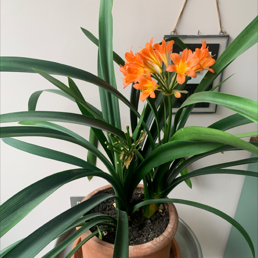 Photo of the plant species Bush Lily by @tomstanford named Auntie Mabel on Greg, the plant care app