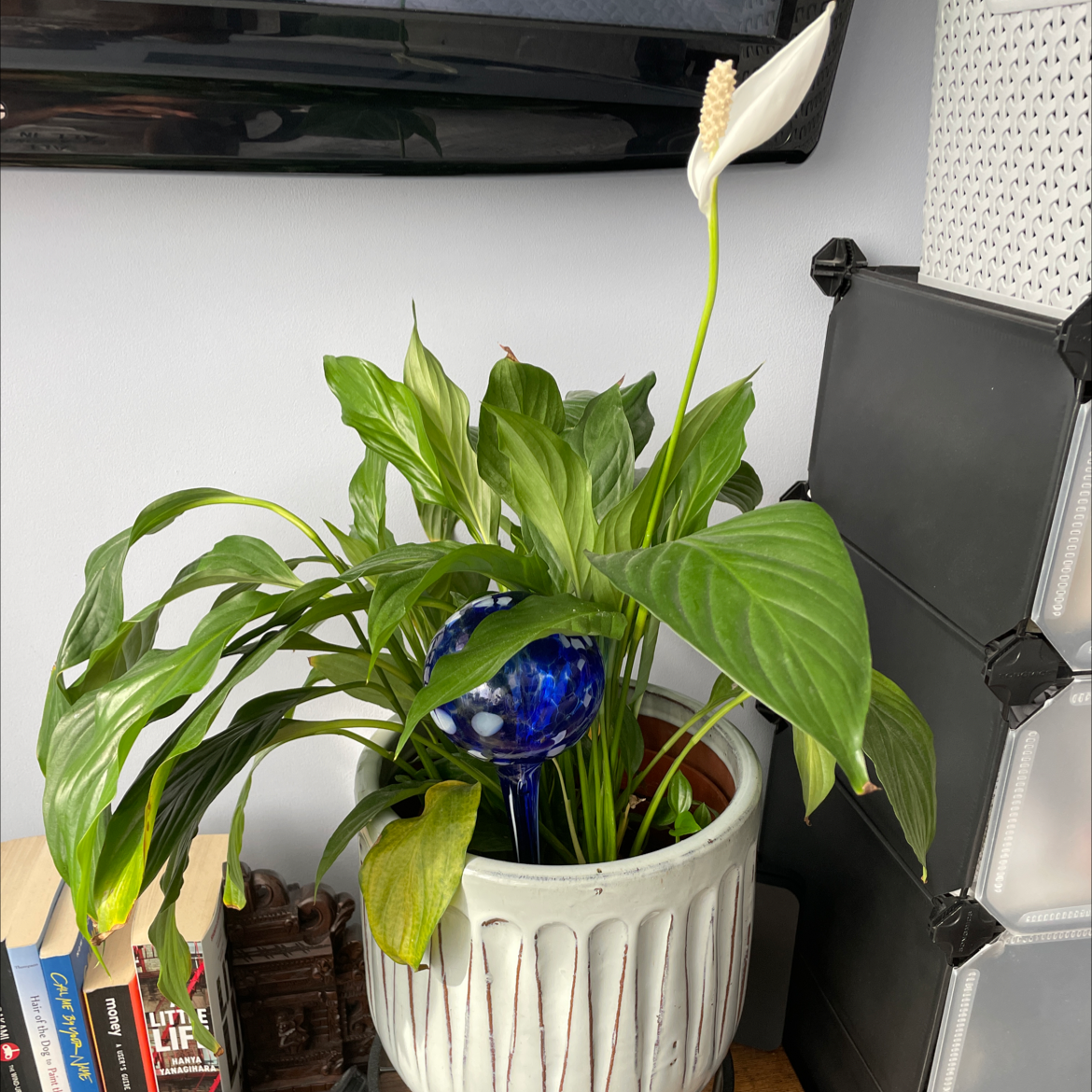 Peace Lily plant photo by @Ricksgreens named Plantacious on Greg, the plant care app.