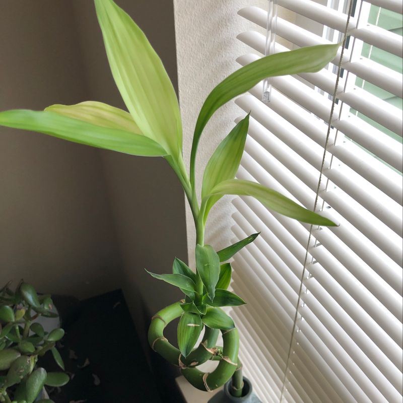 A healthy, vibrant Lucky Bamboo plant with lush green leaves, growing in water in front of white blinds.