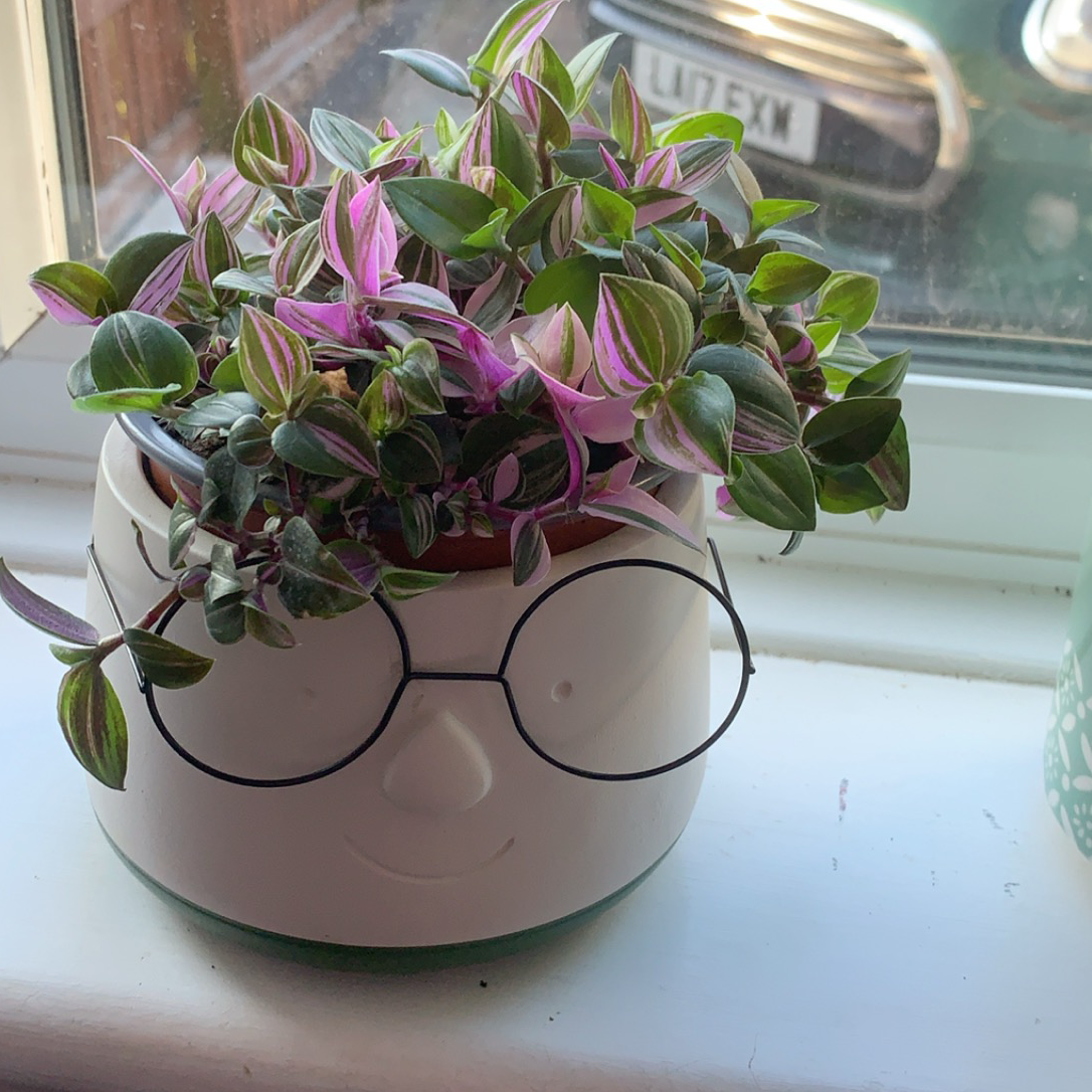 Spiderwort plant photo by @LinzJackHolls named Bigleef Smalls on Greg, the plant care app.