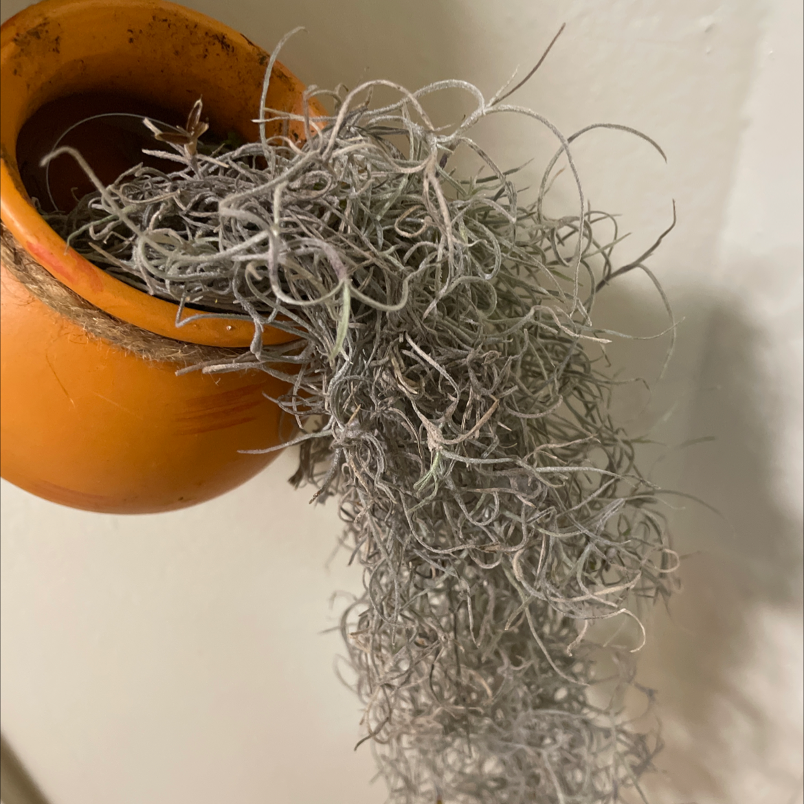 Spanish Moss plant hanging from a pot, appears healthy with no visible discoloration.