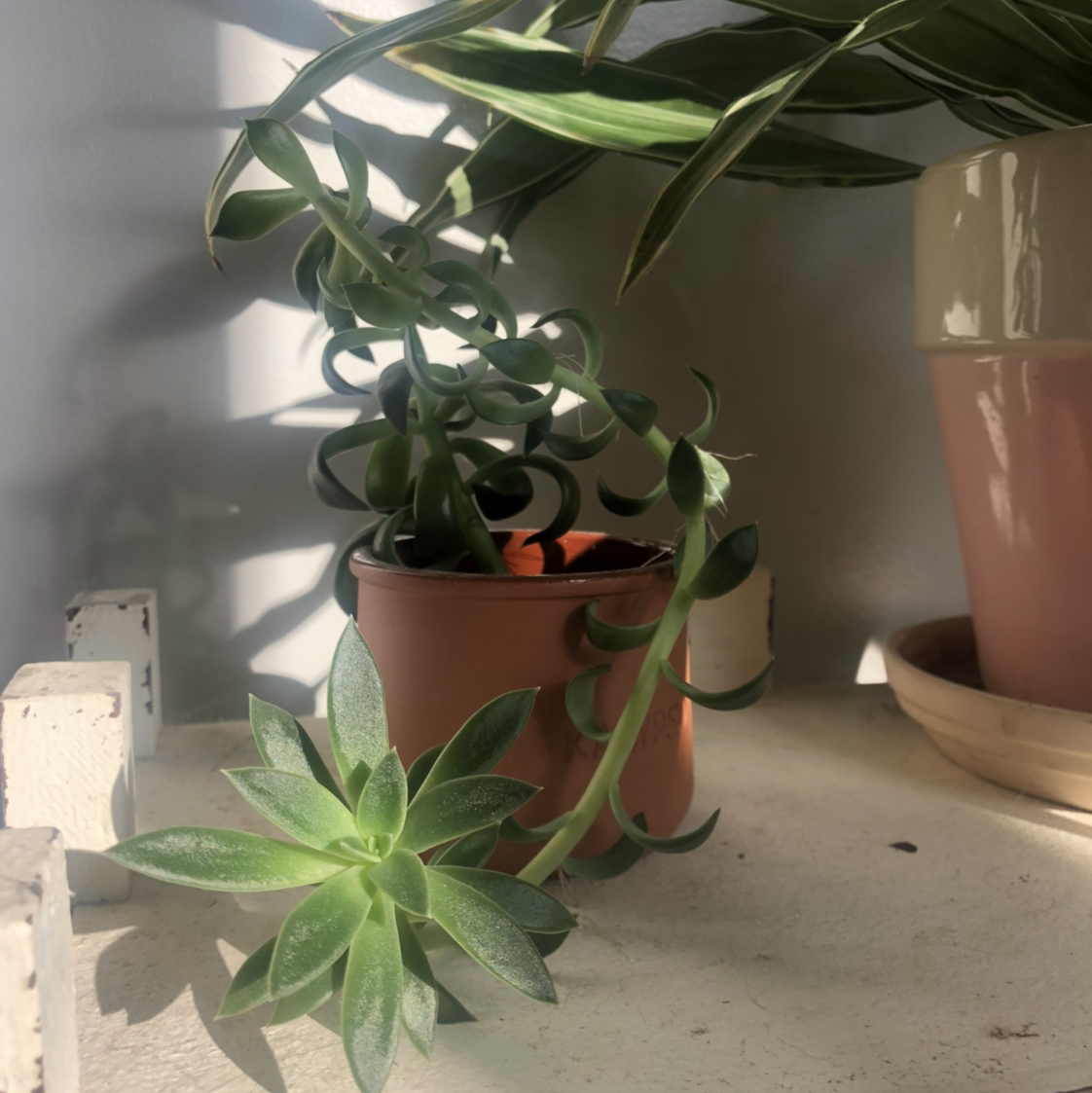 Potted Ghost Plant succulent with green leaves, partially visible soil, and another plant in the background.