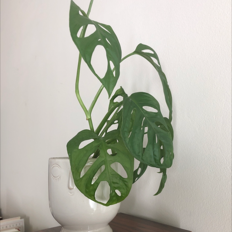 Monstera adansonii 'Laniata' plant in a white pot with vibrant green leaves and characteristic holes.