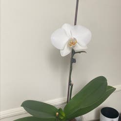 Black Velvet Jewel Orchid plant