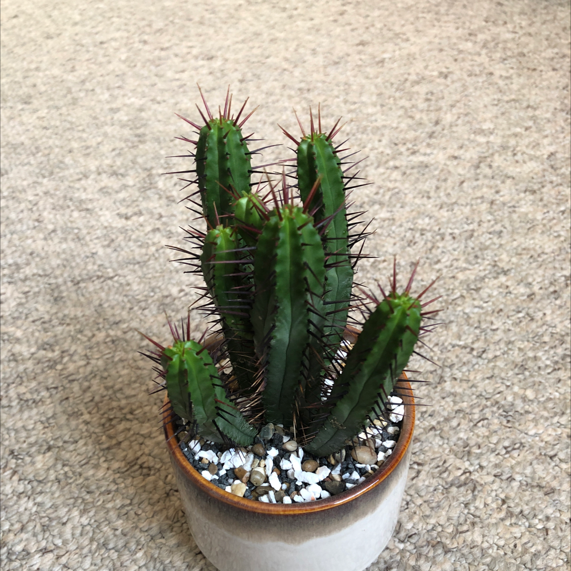Photo of the plant species Euphorbia heptagona by @Zzero7 named Apollo on Greg, the plant care app