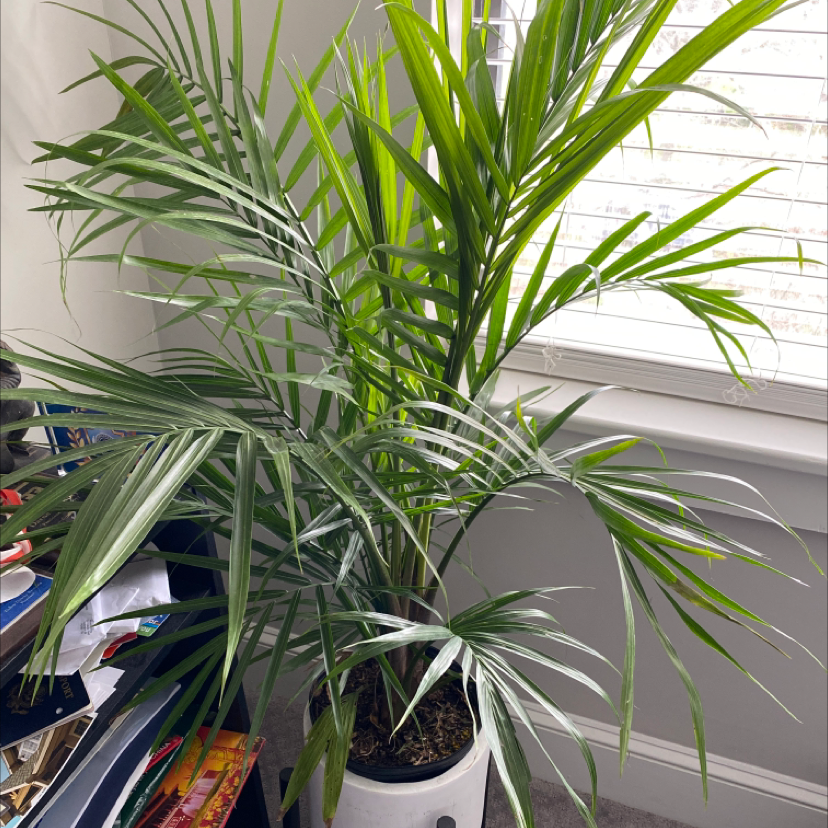 Healthy majesty palm with lush green leaves in a white pot, sitting on a colorful rug in a home.