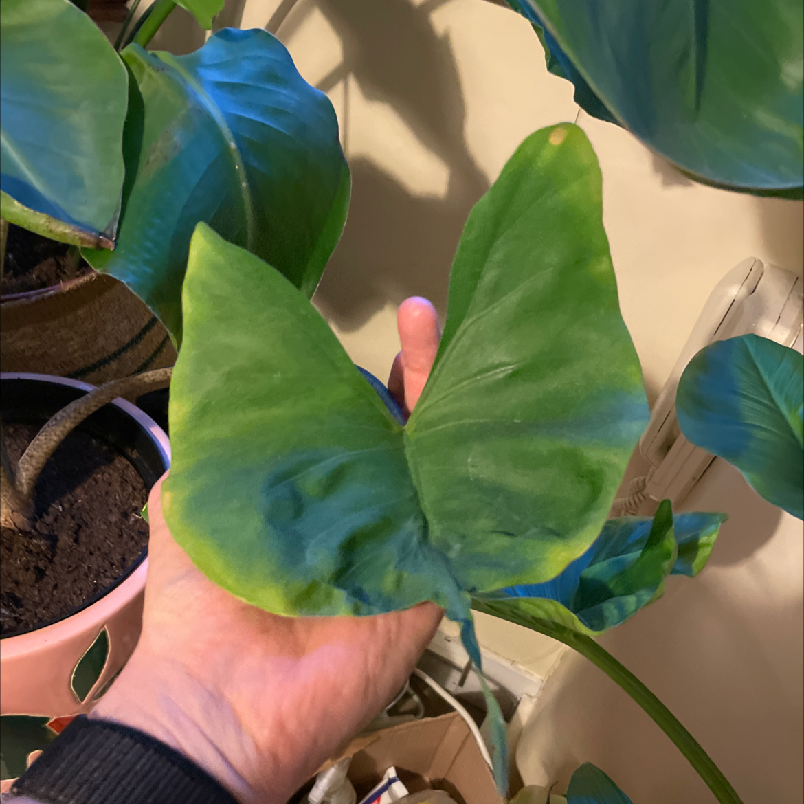 A Stingray Elephant Ear plant with a hand holding a leaf, showing some yellowing at the edges.
