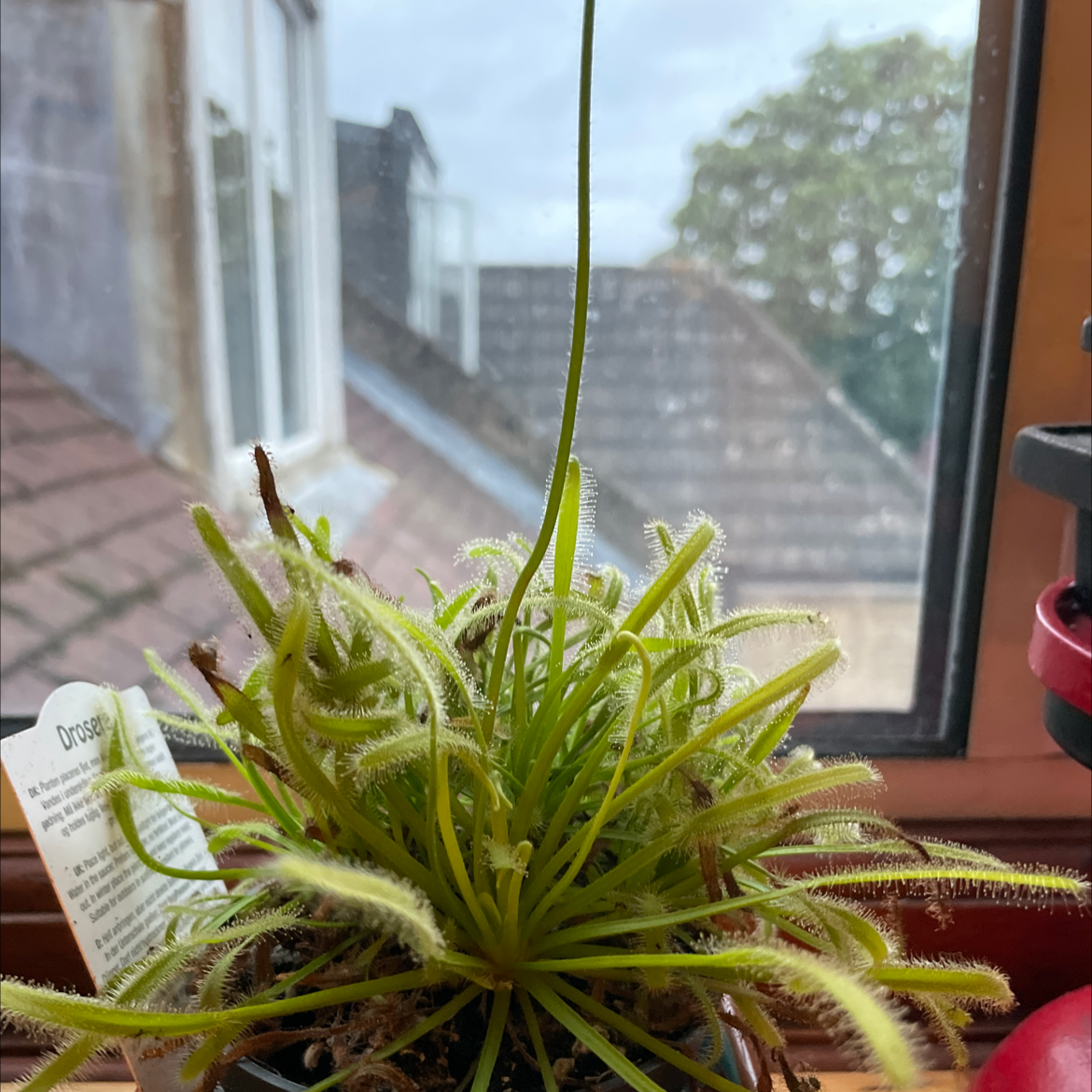 Photo of the plant species Cape Sundew by @LondonRob named Sticky on Greg, the plant care app