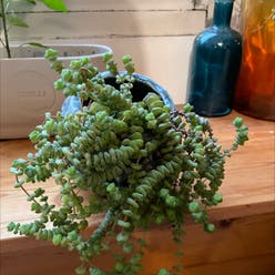 String Of Buttons plant