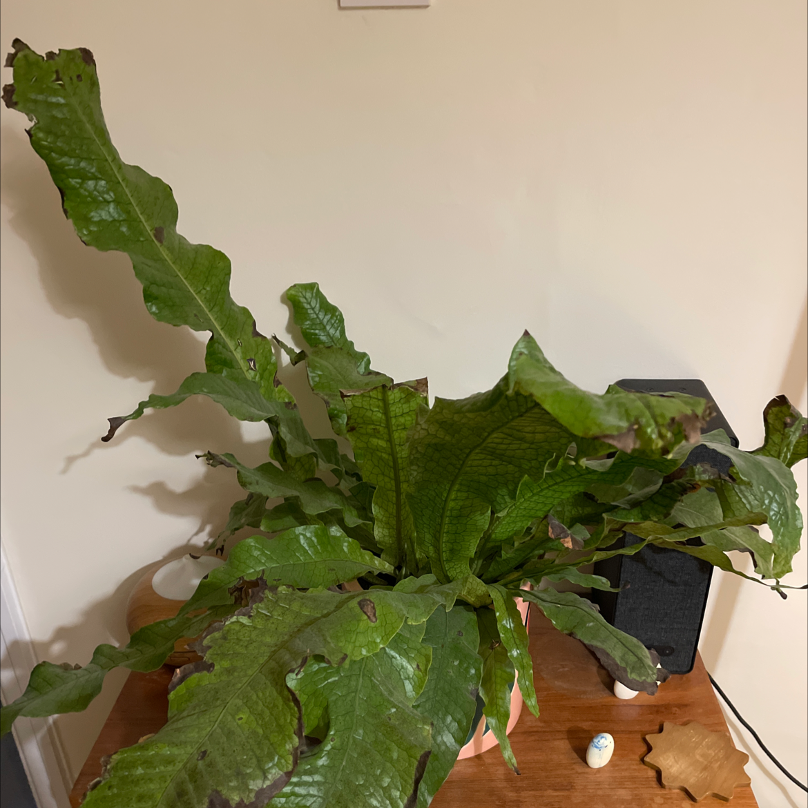Photo of the plant species Crocodile Fern by @LondonRob named Crocidilicus on Greg, the plant care app