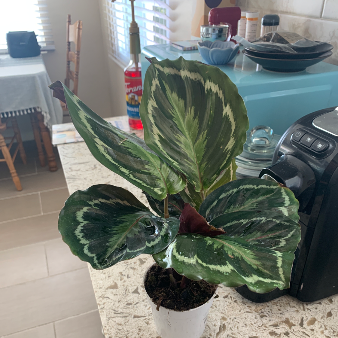 Calathea 'Medallion' plant with variegated leaves on a kitchen counter.