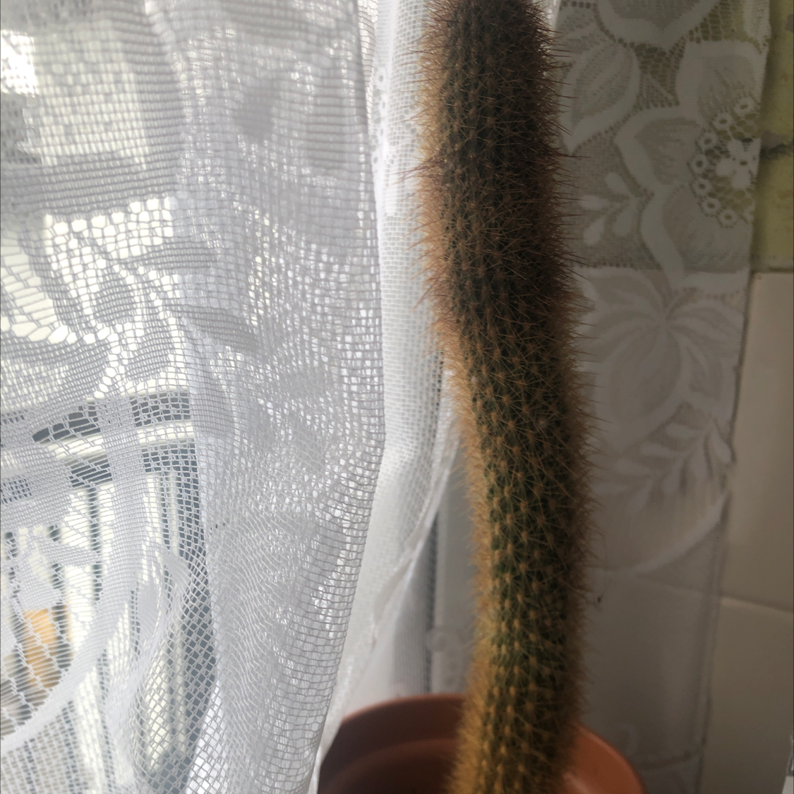 Tall, slender cactus in a pot near a window with lace curtains. Species: Mexican Night-Bloom Cereus.