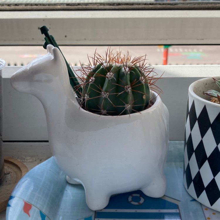 Texas Barrel Cactus in a white llama-shaped pot, appears healthy.