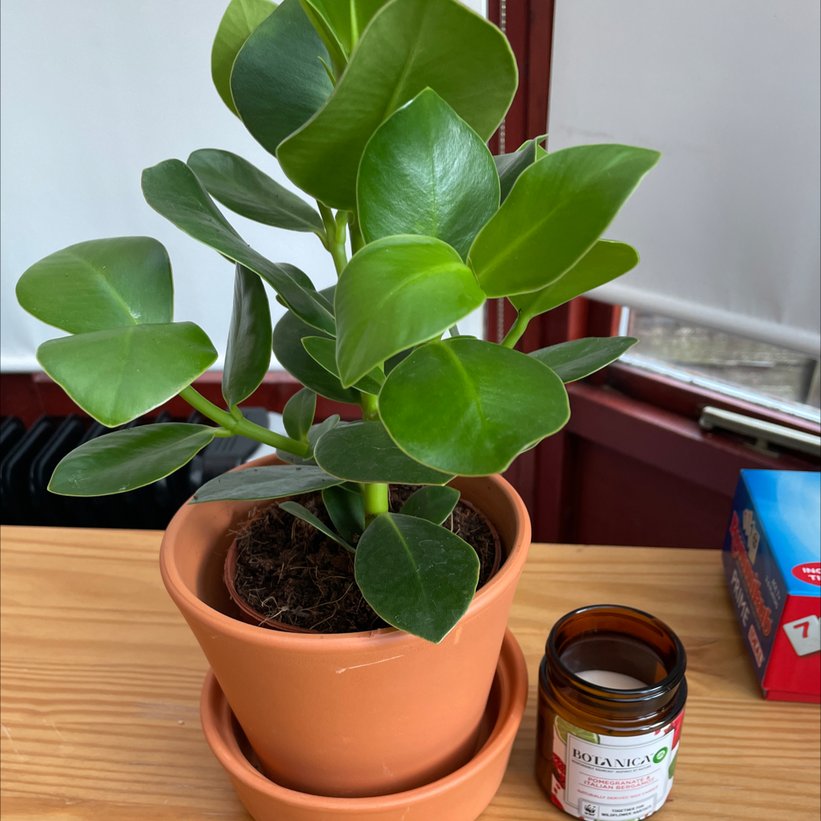 Healthy Dwarf Clusia plant in a terracotta pot with green, glossy leaves.