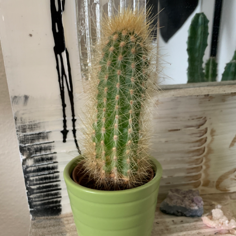 Blue Columnar Cactus plant photo by @codiejagger named Old Man Cactus on Greg, the plant care app.