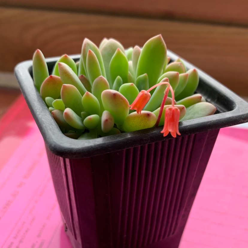 Pachyphytum 'Dr. Cornelius' plant photo by @codiejagger named Dr Cornelius on Greg, the plant care app.