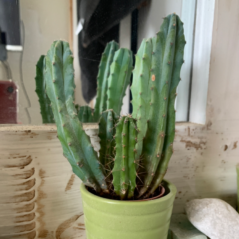 Blue Myrtle Cactus plant photo by @codiejagger named Blue Myrtle on Greg, the plant care app.