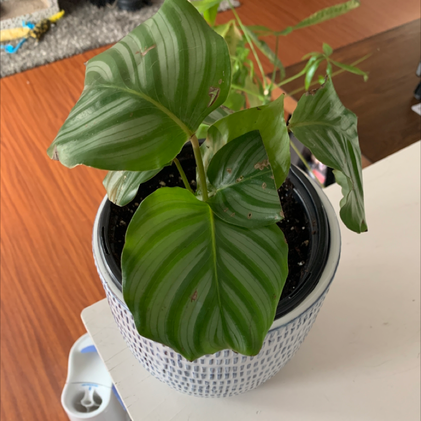 Calathea Orbifolia plant in a pot with green and white striped leaves.