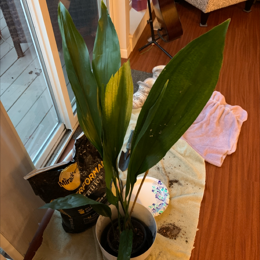 Cast Iron Plant in a white pot with some yellowing leaves, indoors with visible soil.