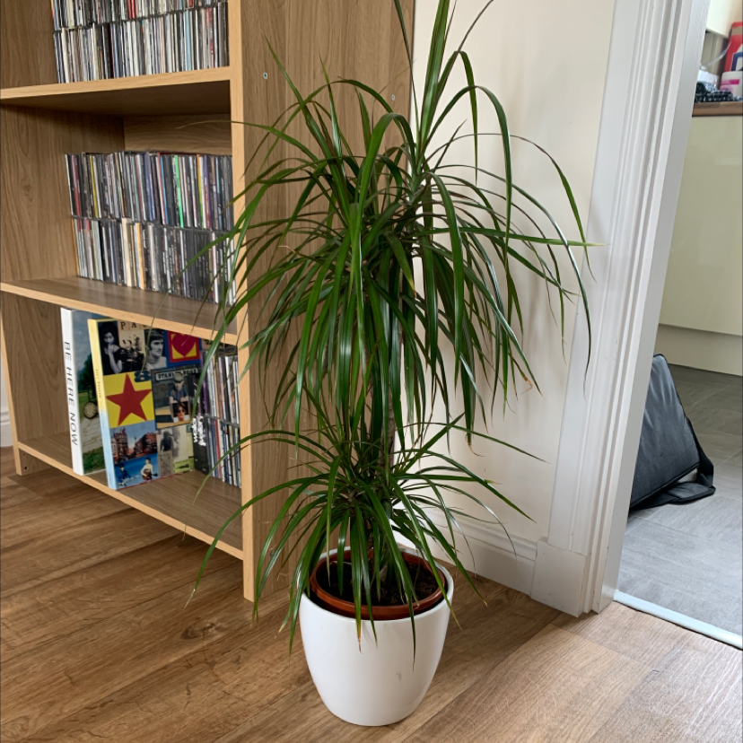 Dragon Tree plant photo by @stevieslaces17 named Biscuit on Greg, the plant care app.