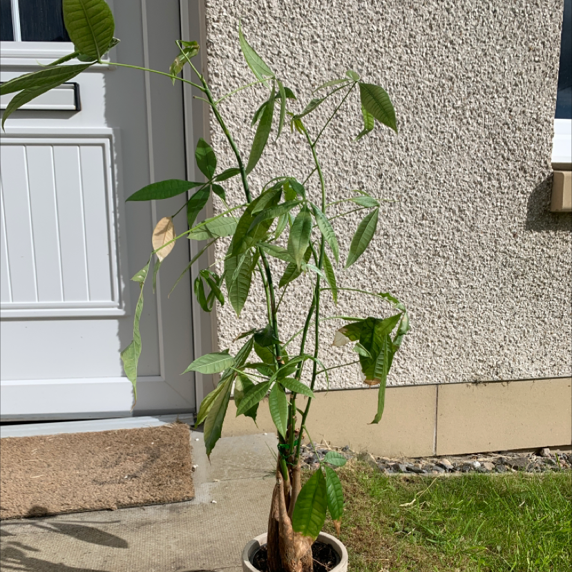Money Tree plant photo by @stevieslaces17 named Blazin’ on Greg, the plant care app.