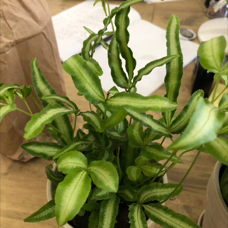 Healthy Brake Fern with vibrant green leaves in a pot, soil visible.