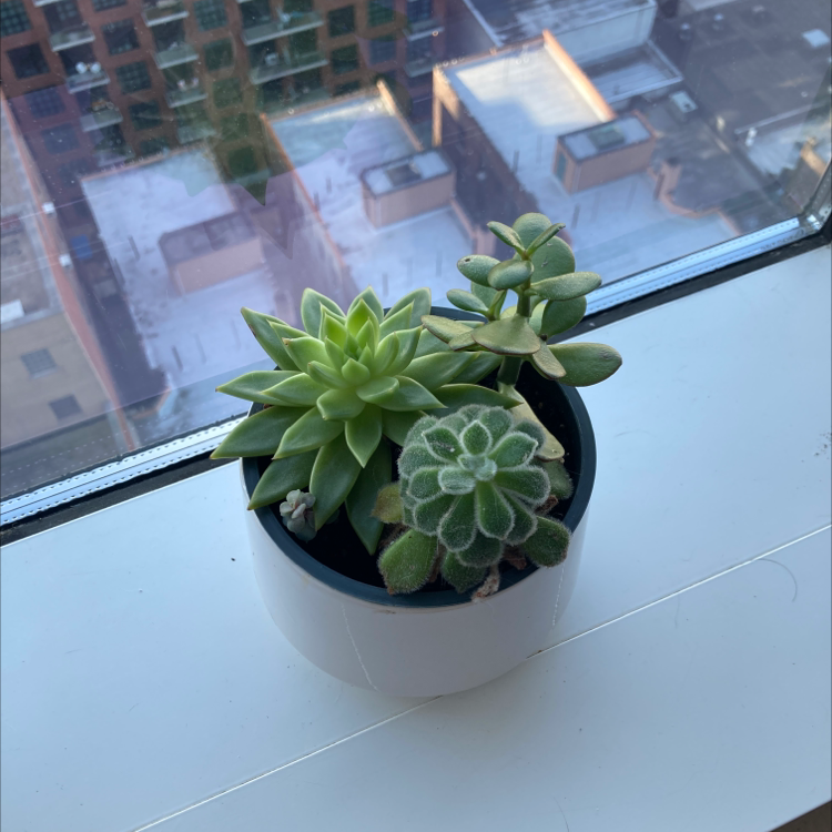A healthy Mexican Firecracker succulent plant in a white pot on a windowsill.