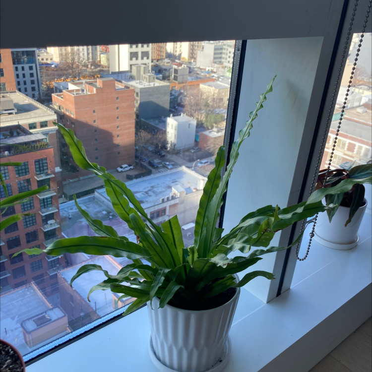 Hart's Tongue Fern on a windowsill with a cityscape in the background.