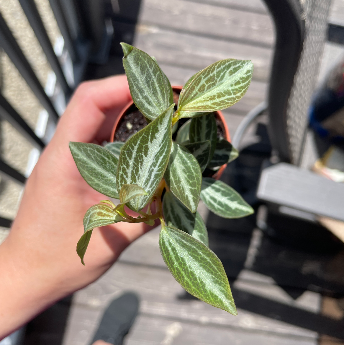 Why Are My Downy Rattlesnake Plantain Leaves Droopy?