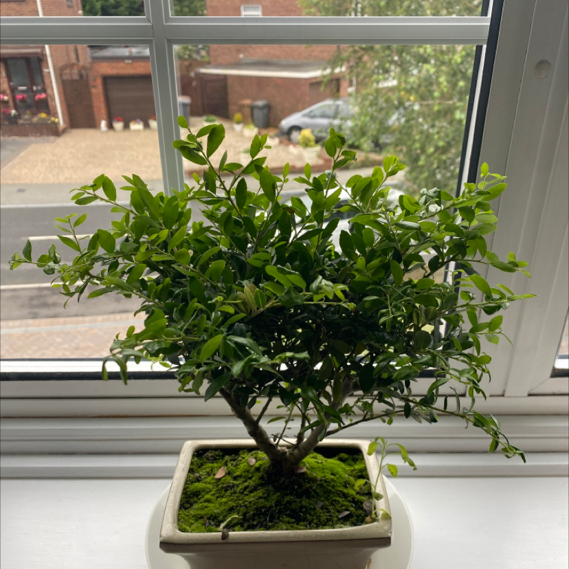Healthy Mock Orange plant in a pot on a windowsill with green leaves.