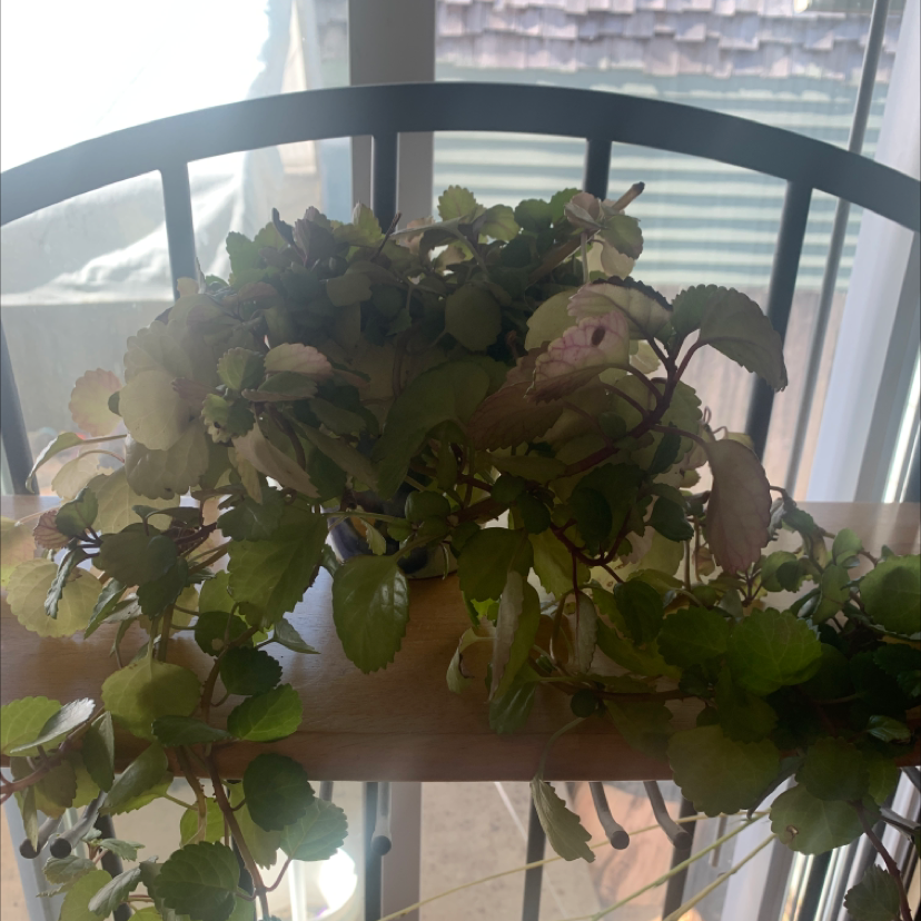 Swedish Ivy plant photo by Shannan named Lotties charlie on Greg, the plant care app.