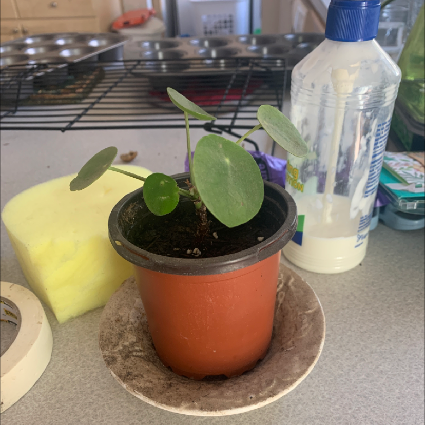 Chinese Money Plant plant photo by Shannan named Kaching on Greg, the plant care app.