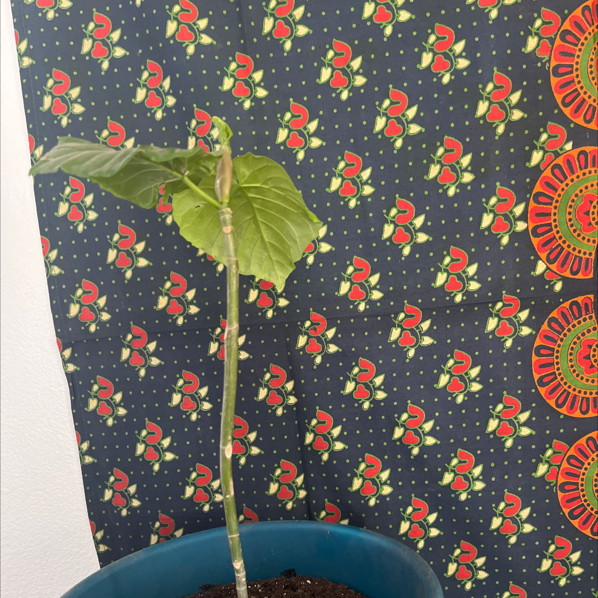 Ficus umbellata plant in a blue pot with a colorful patterned fabric background.