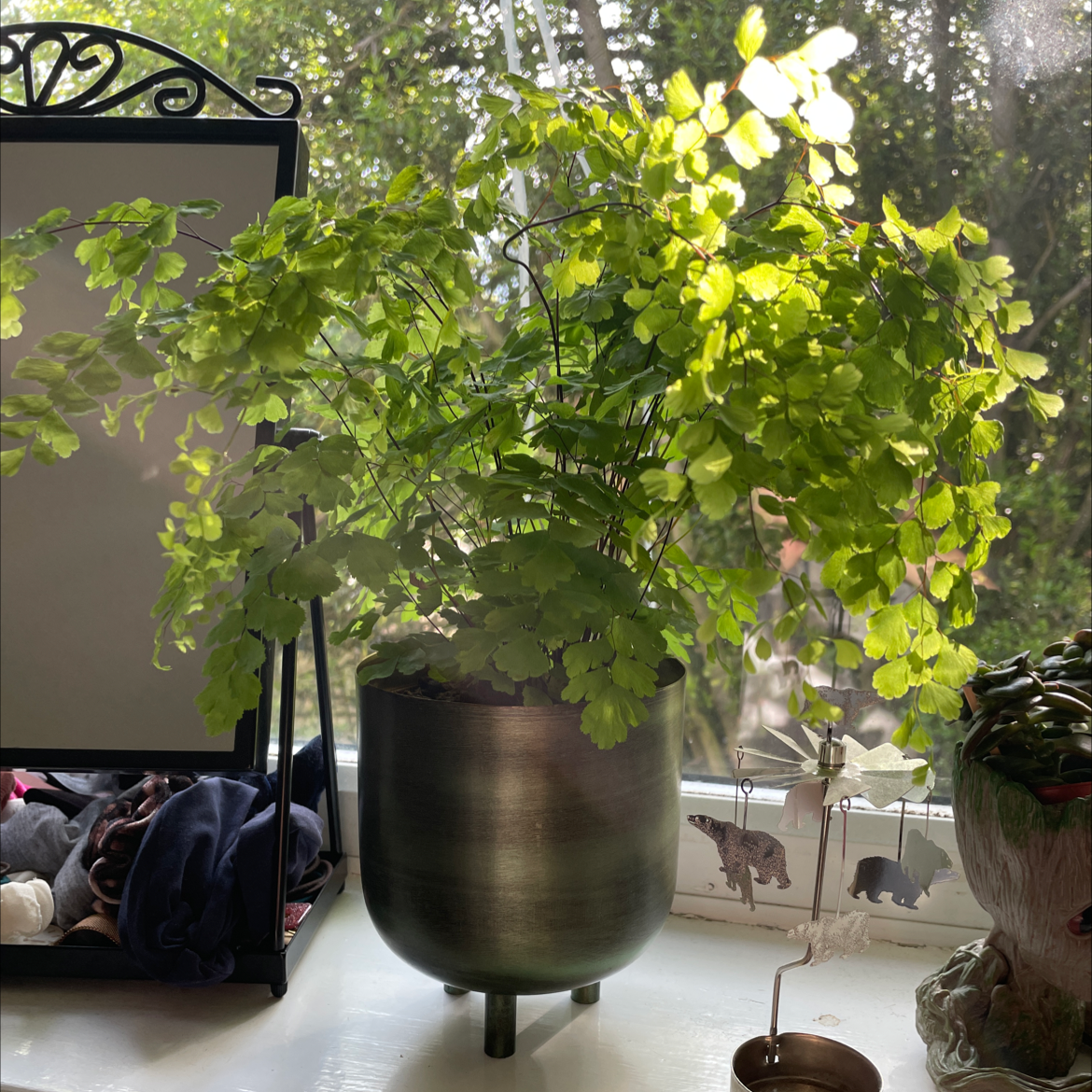 Pacific Maidenhair Fern in a pot on a windowsill, healthy green leaves.