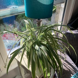 Spider Plant plant in Costessey, England