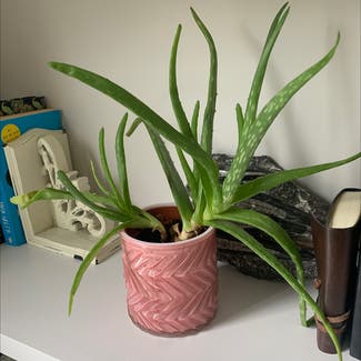 Aloe Vera plant in Costessey, England