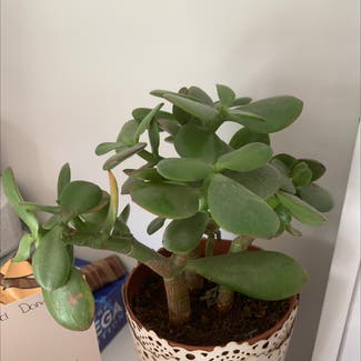 Jade plant in Costessey, England