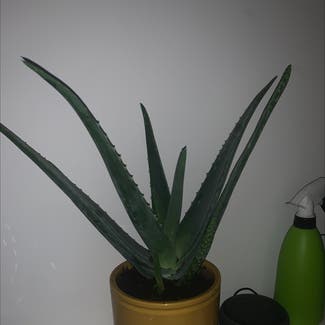 Aloe Vera plant in Costessey, England