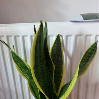 Snake Plant plant in Costessey, England