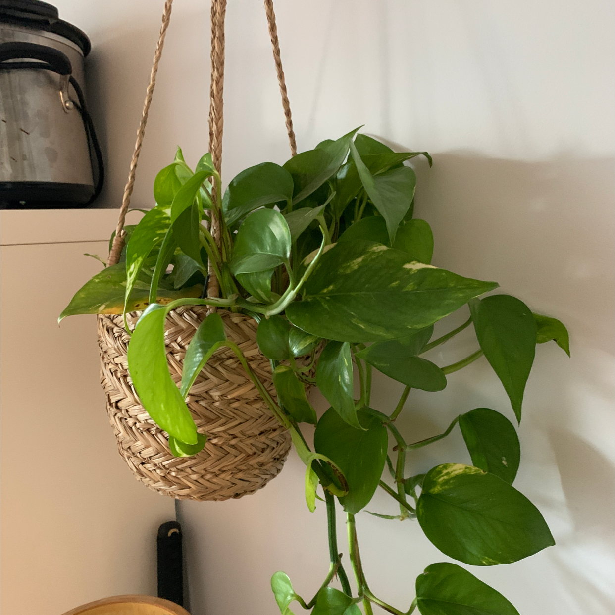 Taro Vine plant photo by @DanielNdMills named Bruce Lee on Greg, the plant care app.