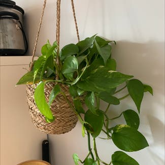 Golden Pothos plant in Costessey, England