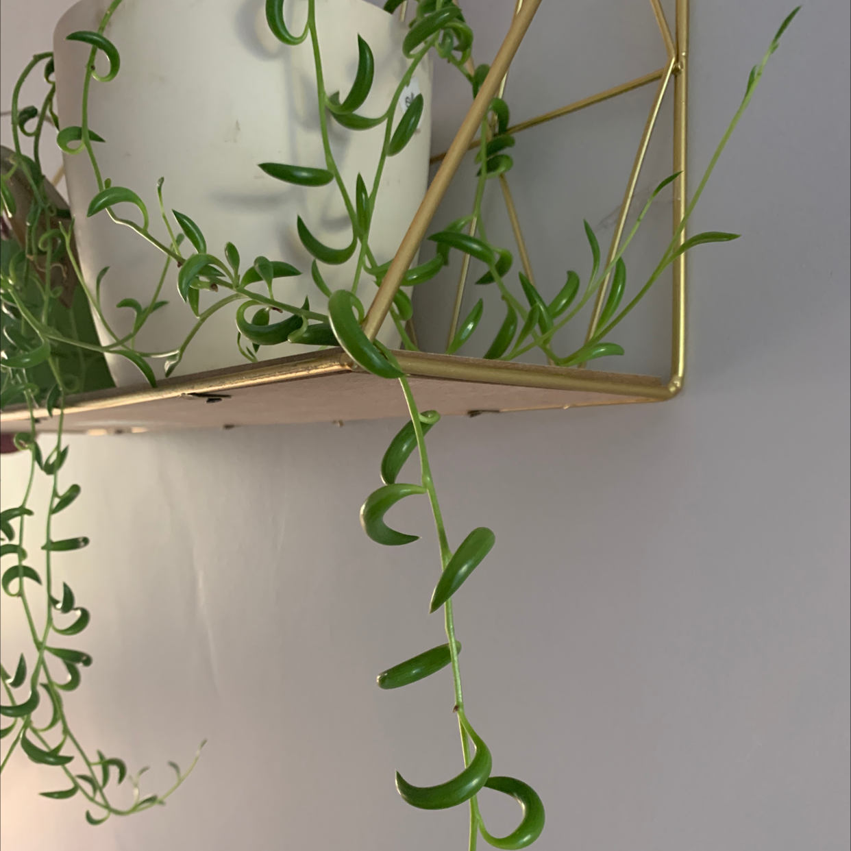 Photo of the plant species String of Bananas by @DanielNdMills named Cleopatra on Greg, the plant care app