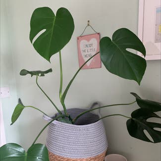Monstera plant in Costessey, England