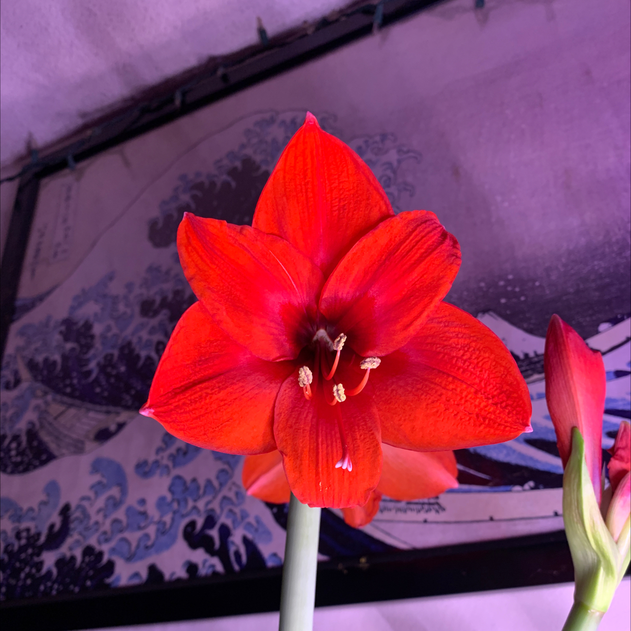 Vibrant red Hippeastrum 'Red Lion' flower in full bloom with a decorative background.